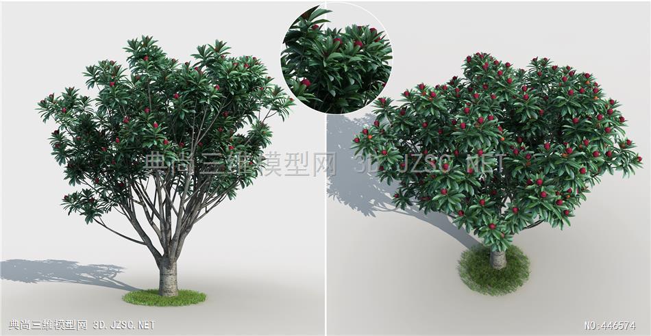 现代杨梅树 果树 植物 树木 景观树3d模型3dmax模型