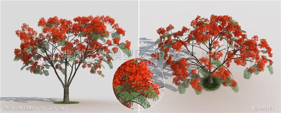 现代景观树凤凰木植物3dmax模型