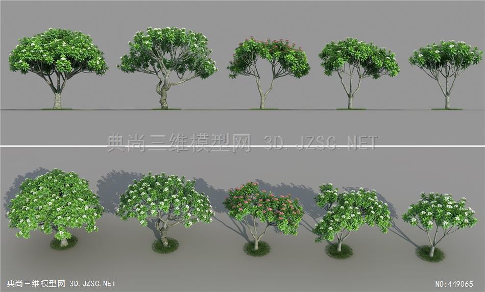现代鸡蛋花 树 乔木 植物 景观树 植被3d模型3dmax模型