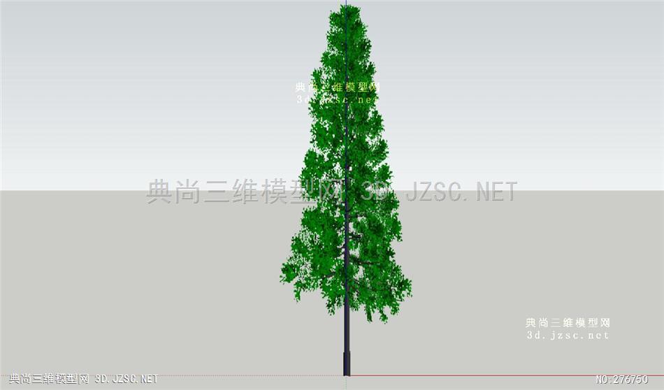 水杉01 su模型 植物模型
