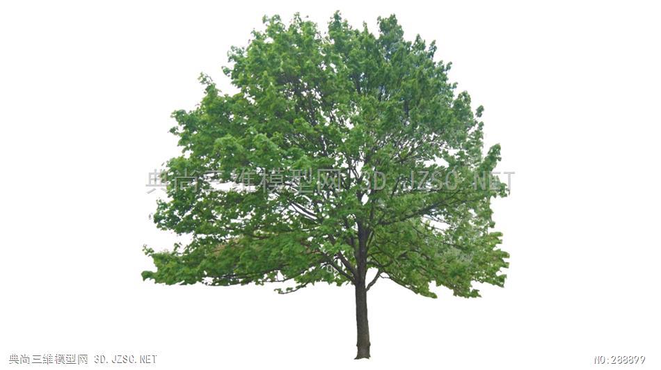 国外优秀植物乔木灌木三维特色树彩色树