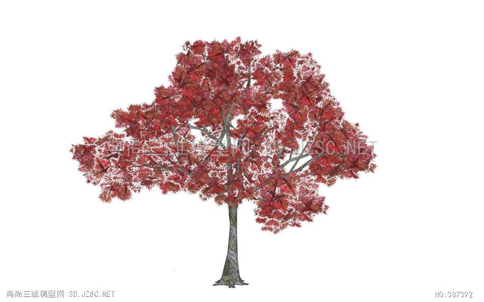 景观小品模型sketchup3d植物树木鸡爪槭
