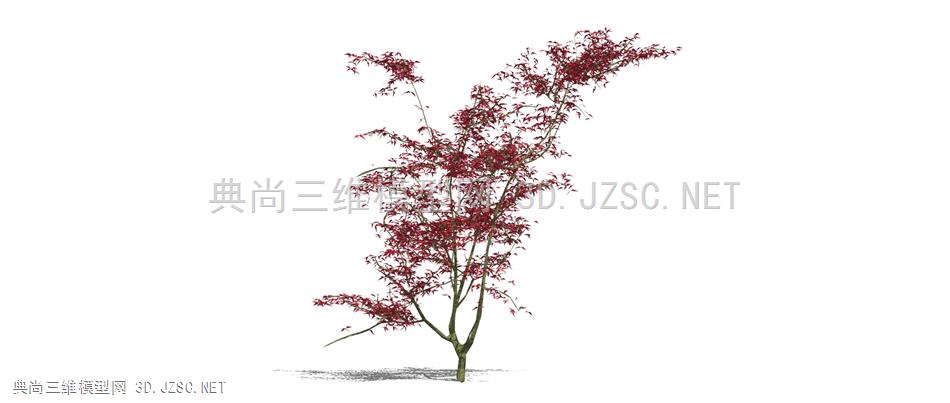 红枫树木植物模型
