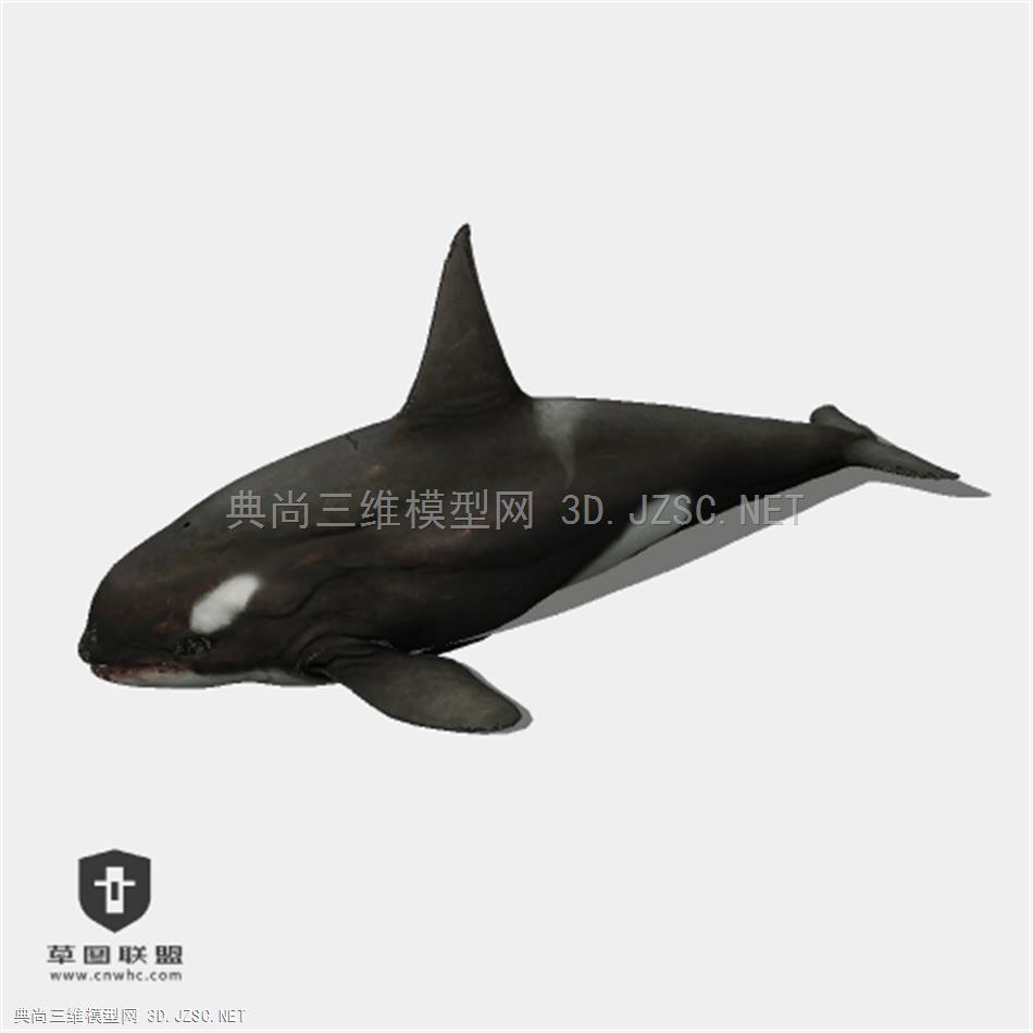 033_动物二 鲨鱼