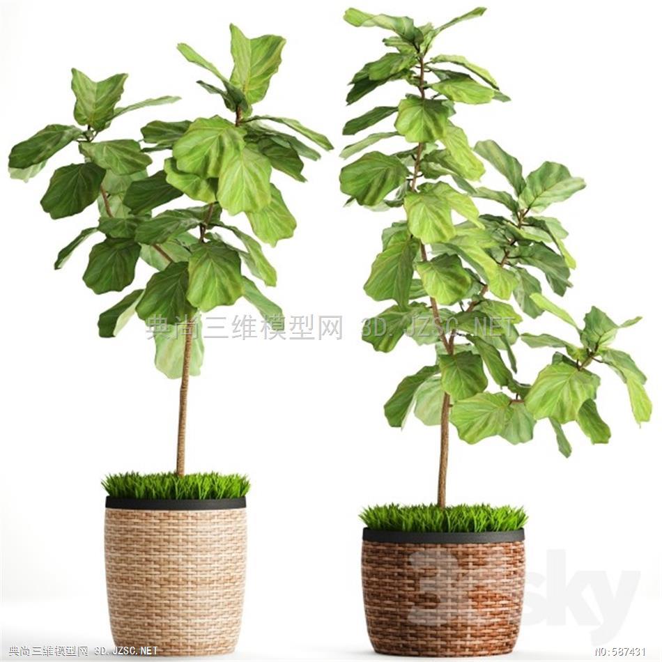 植物 盆栽植物 富贵竹室内摆放植物1062217.590c4776b90ff