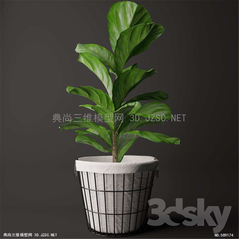 植物 金钱树 富贵竹 盆栽植物室内摆放植物799694.586d22f922697