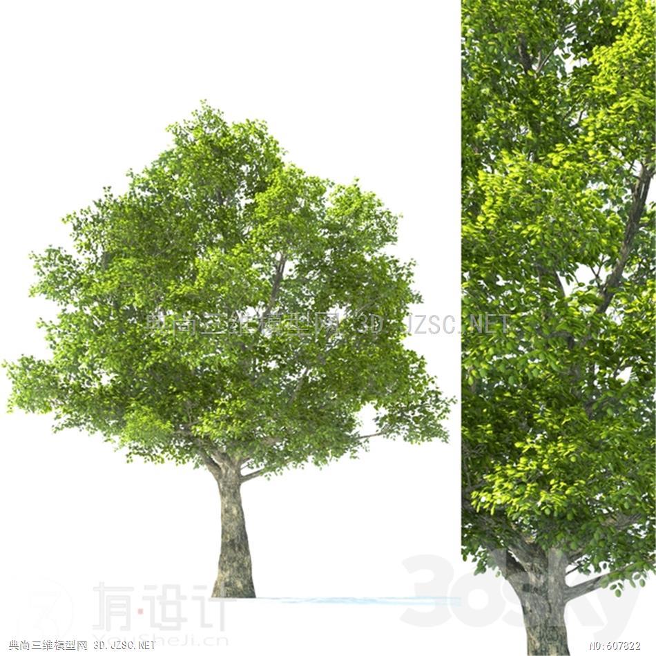 树 阔叶树 香樟 国槐tilia tree - 10m height - tree set 013dmax