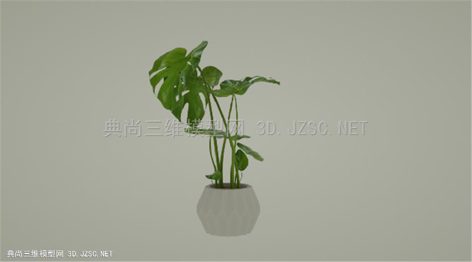 龟背竹植物模型 c4d模型