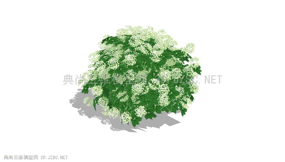 景观 植物 绣球 绣球花 3D 3d SU su 模型 精品模型 lumion可直接使用