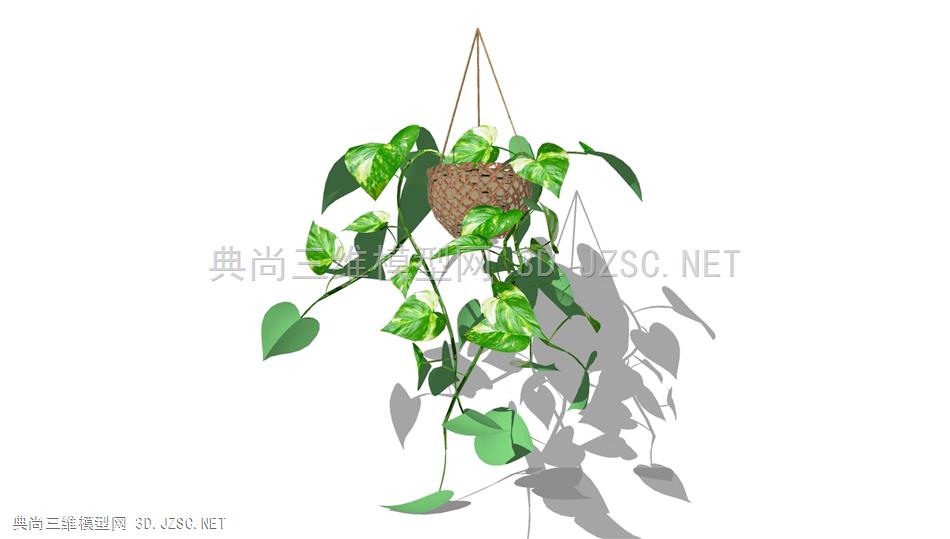 悬垂绿萝植物 (1)