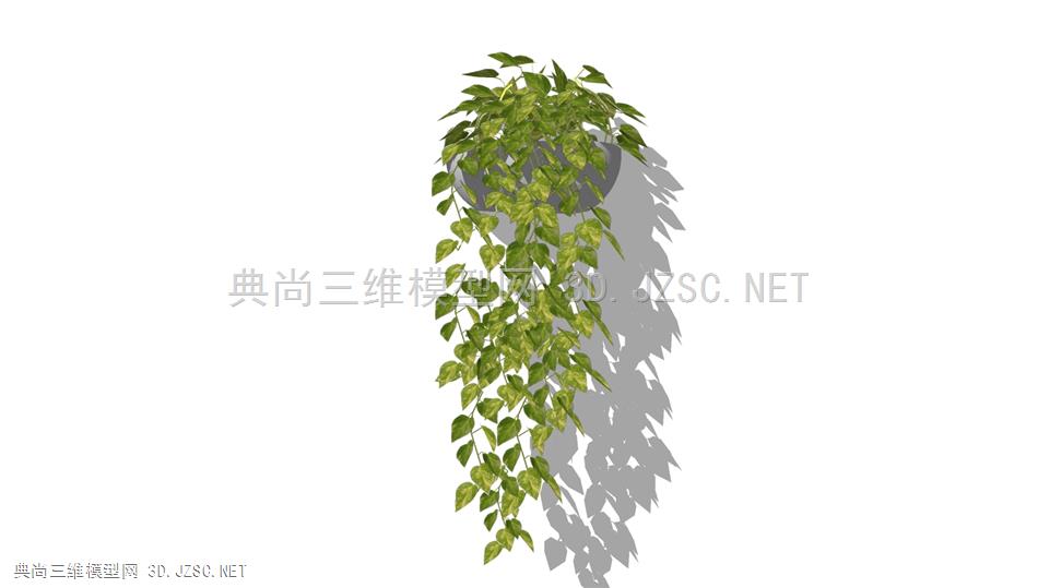 悬垂绿萝植物 (10)
