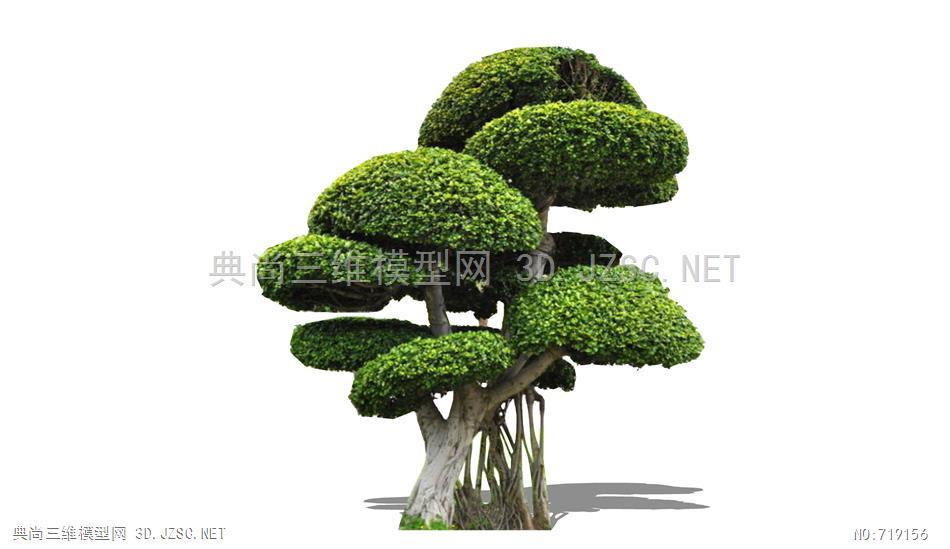 中式2d景观树观赏树庭院树造型树35su模型