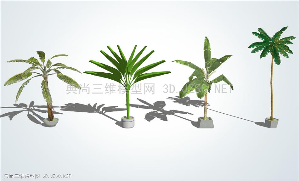 棕榈植物