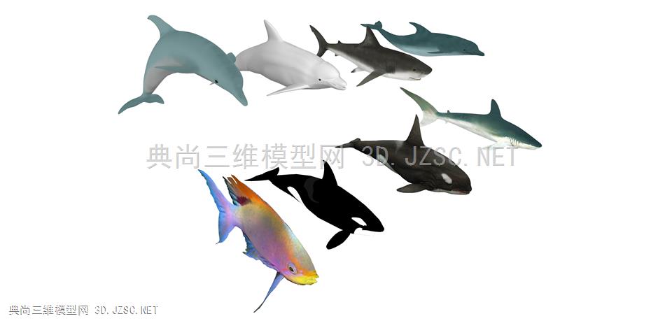 动物 21 锦鲤 海豚 鲨鱼 鲸鱼 海鱼  鱼