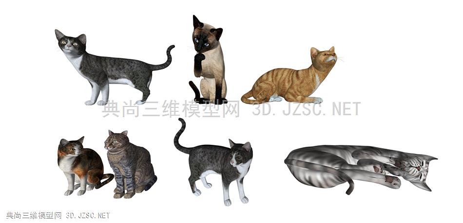 动物 7 猫 家猫 花猫 白虎 猫科动物