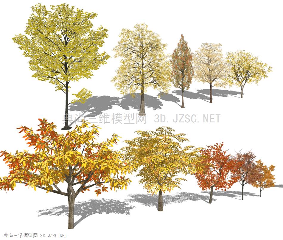 现代树秋季落叶乔木 景观树
