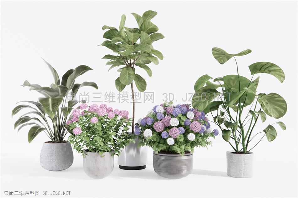 现代花卉植物盆栽 阳台植物