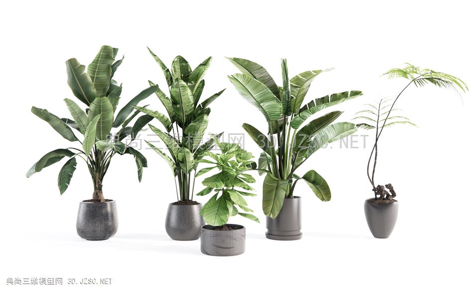 现代植物盆栽 芭蕉 蕨类植物1