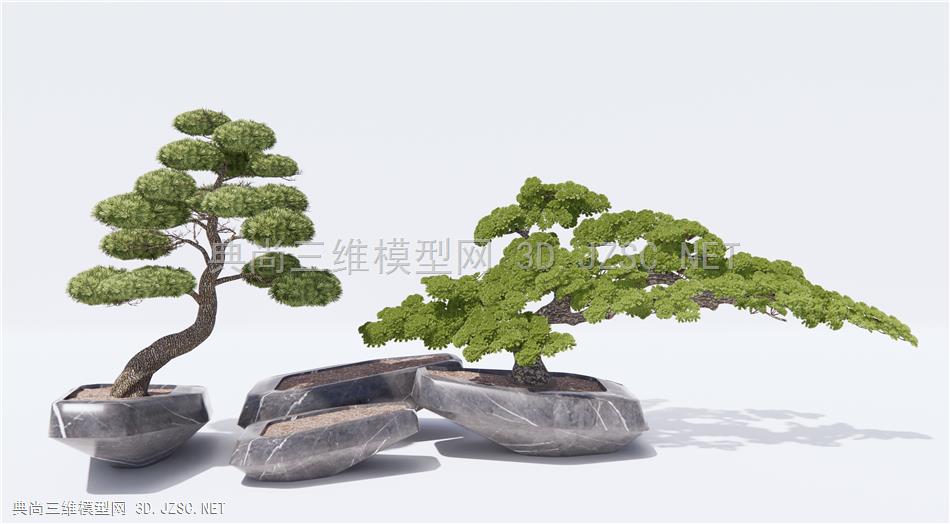 新中式迎客松盆栽 松树1