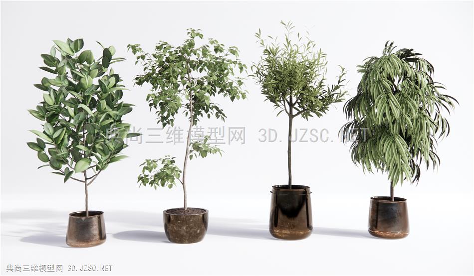 现代植物盆栽 盆景 大叶绿植1