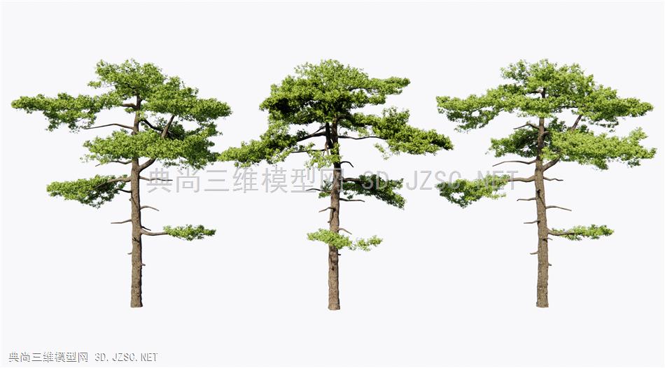 新中式迎客松 景观树 松树 庭院造景树