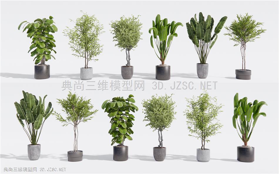 植物盆栽 盆景 绿植植物 花盆 室内植物1