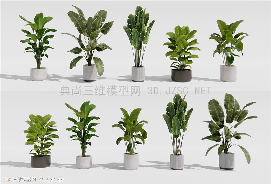 绿植盆栽 植物盆景 植物组合 阳台绿植1