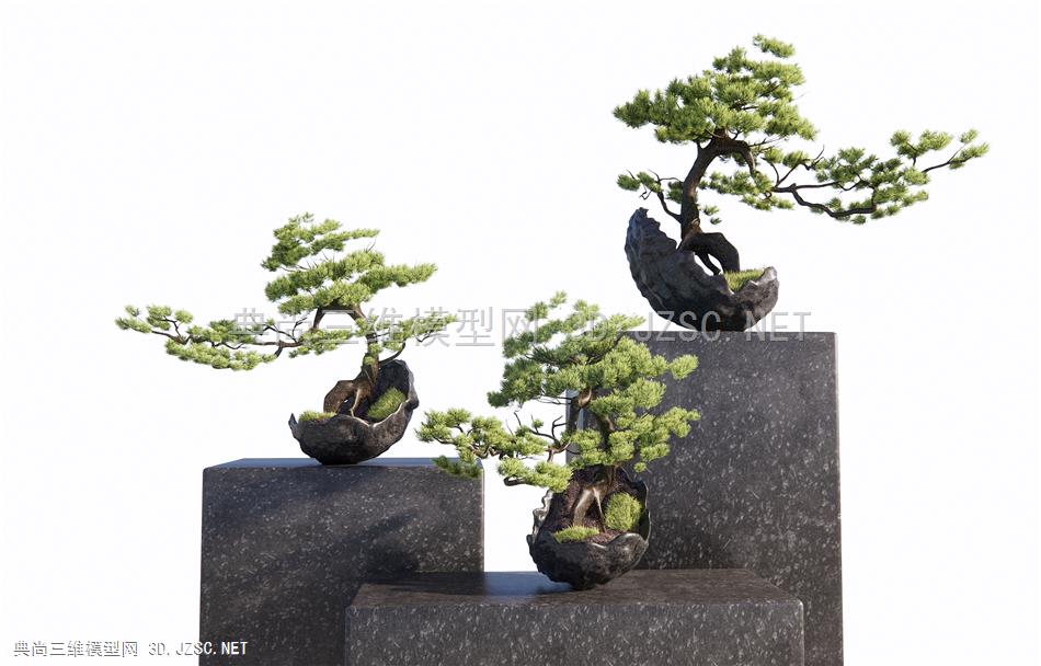 新中式松树盆景 松树盆栽 造型松