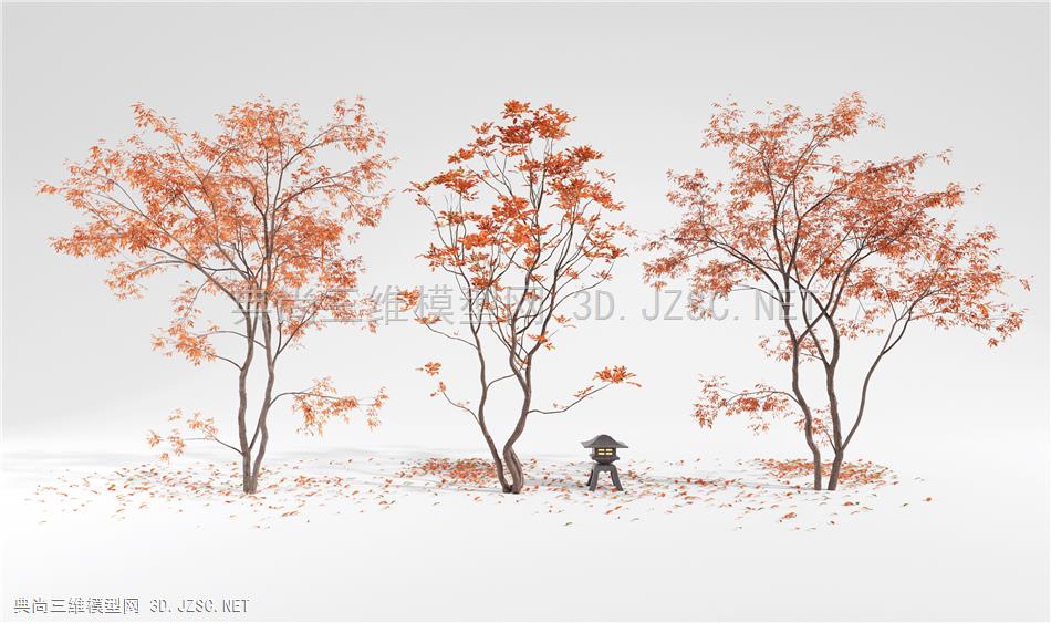 日式红枫造景树 乔木林 景观树 树木