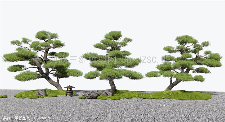 新中式罗汉松 松树 造景树