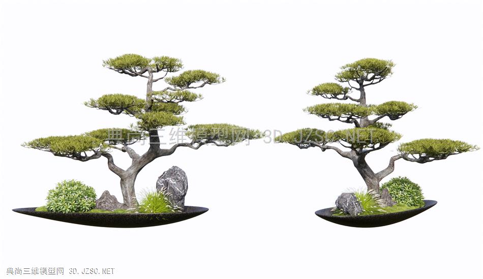 新中式松树盆景 松树盆栽 景观树1