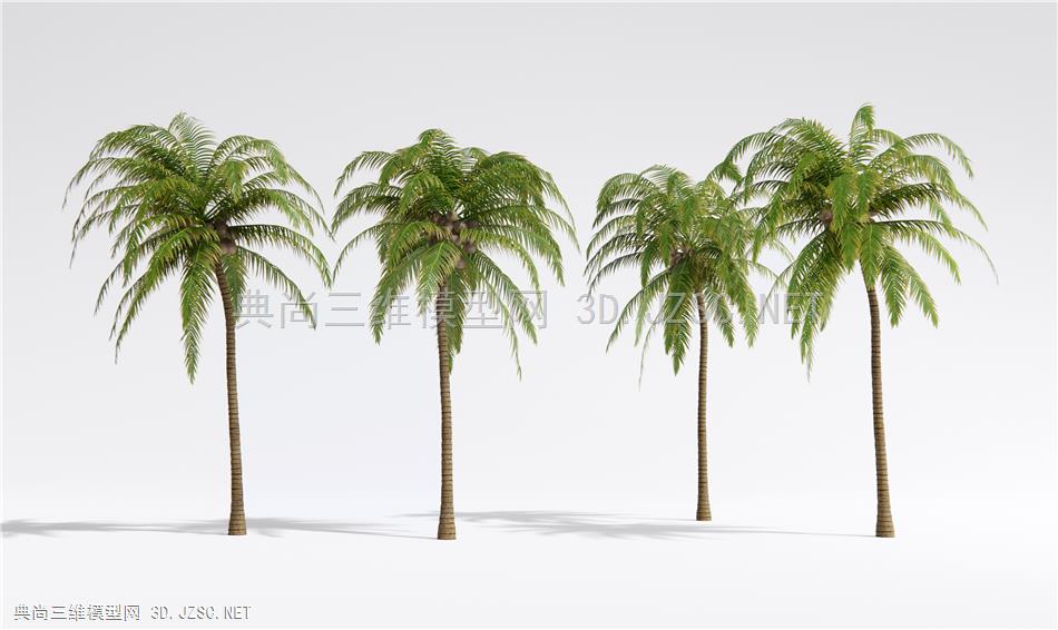 现代椰子树 景观树 热带造景树1