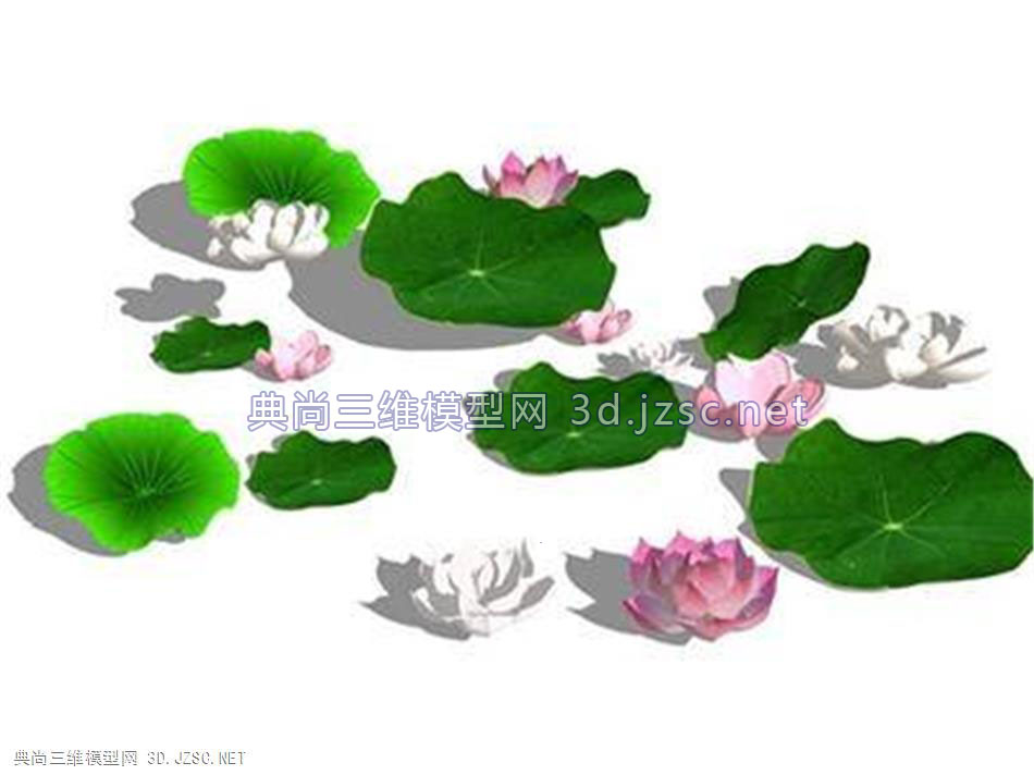 荷塘荷花、莲花
