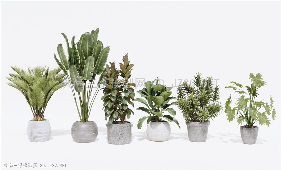 现代植物盆栽 绿植 阳台植物1