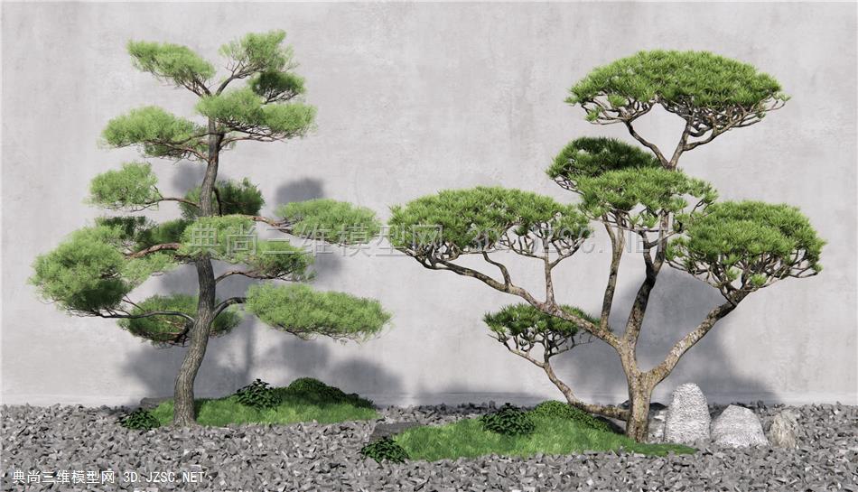中式松树 迎客松景观树 枯山石庭院1