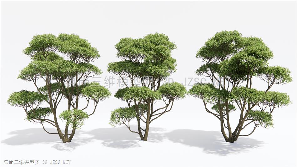 现代景观树 松树 乔木1