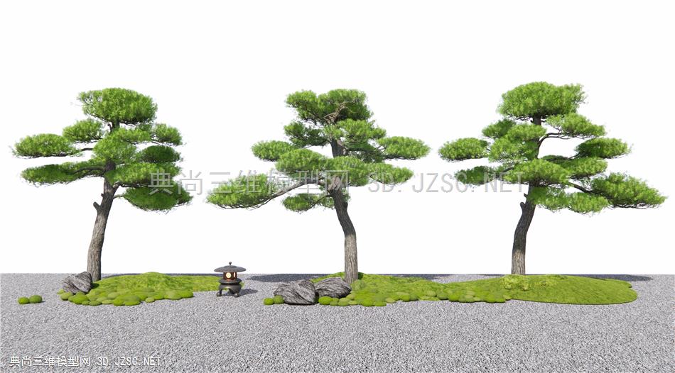 罗汉松 造景松树 庭院松树 景观树1