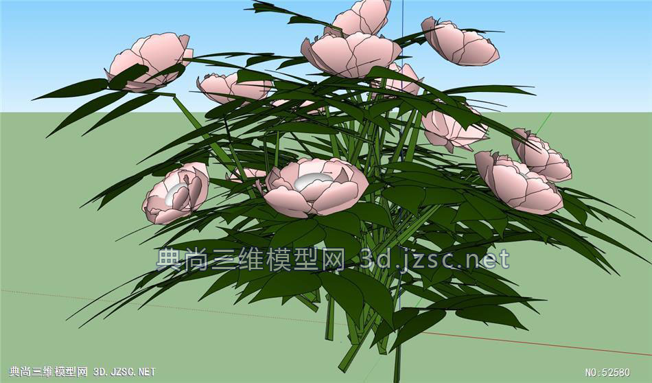 地被植物芍药
