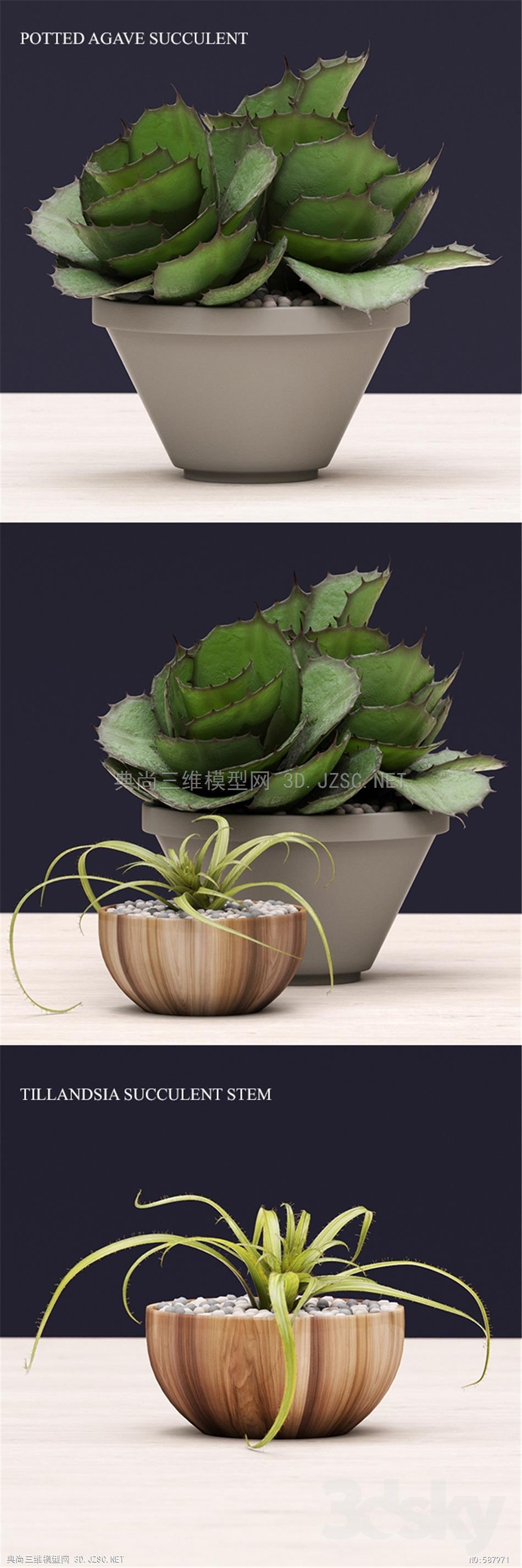 植物 观音莲 莲花掌 宝石花室内摆放植物438730.568b04c5d8fbe