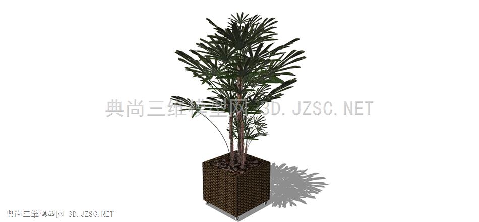 现代风格装饰植物盆栽 (185)