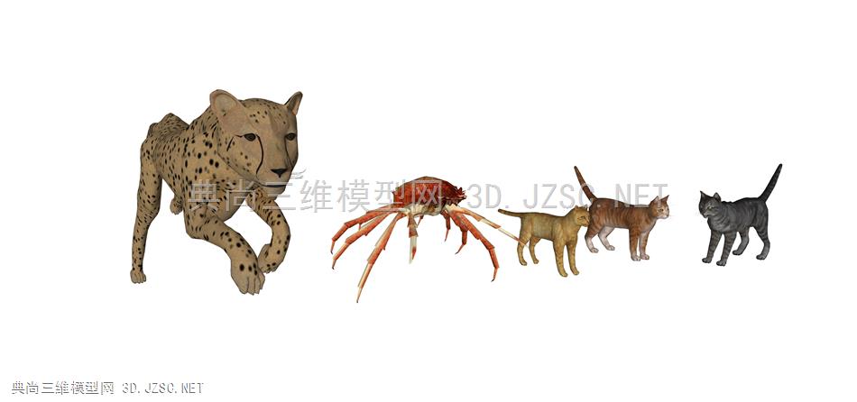 动物 6 动物组合  动物园动物  猎豹 螃蟹 猫 猫咪 灰猫