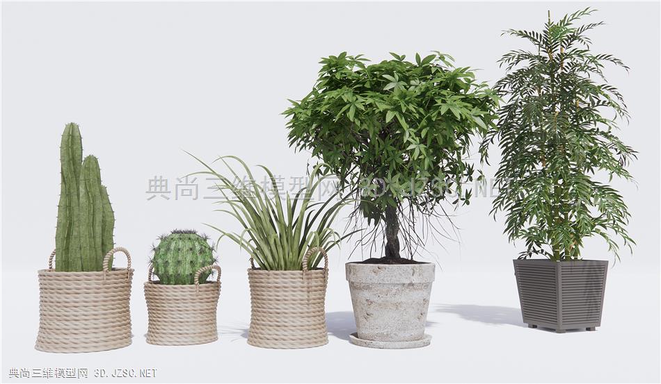 现代植物盆栽 仙人掌 竹子盆栽